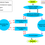 dual-route-cascaded-modell.png