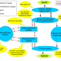 dual-route-cascaded-modell-erkl.png